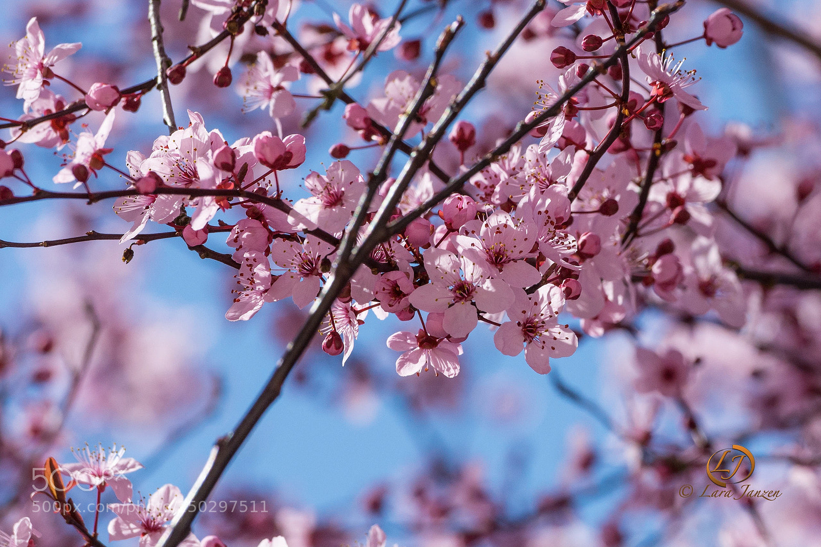 Nikon D7200 sample photo. Spring has sprung photography