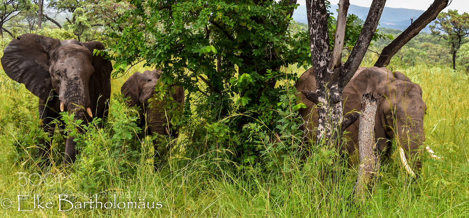 Nikon D3400 sample photo. Elephants i photography