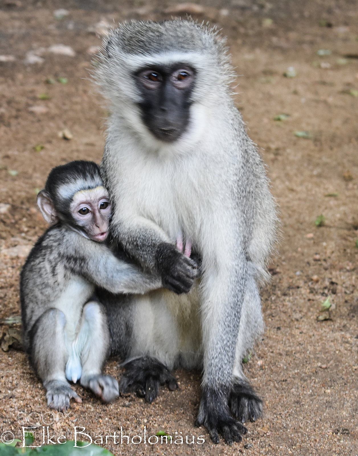 Nikon D3400 sample photo. Monkey love photography
