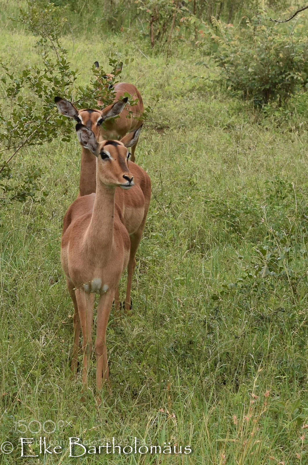 Nikon D3400 sample photo. Impala i photography