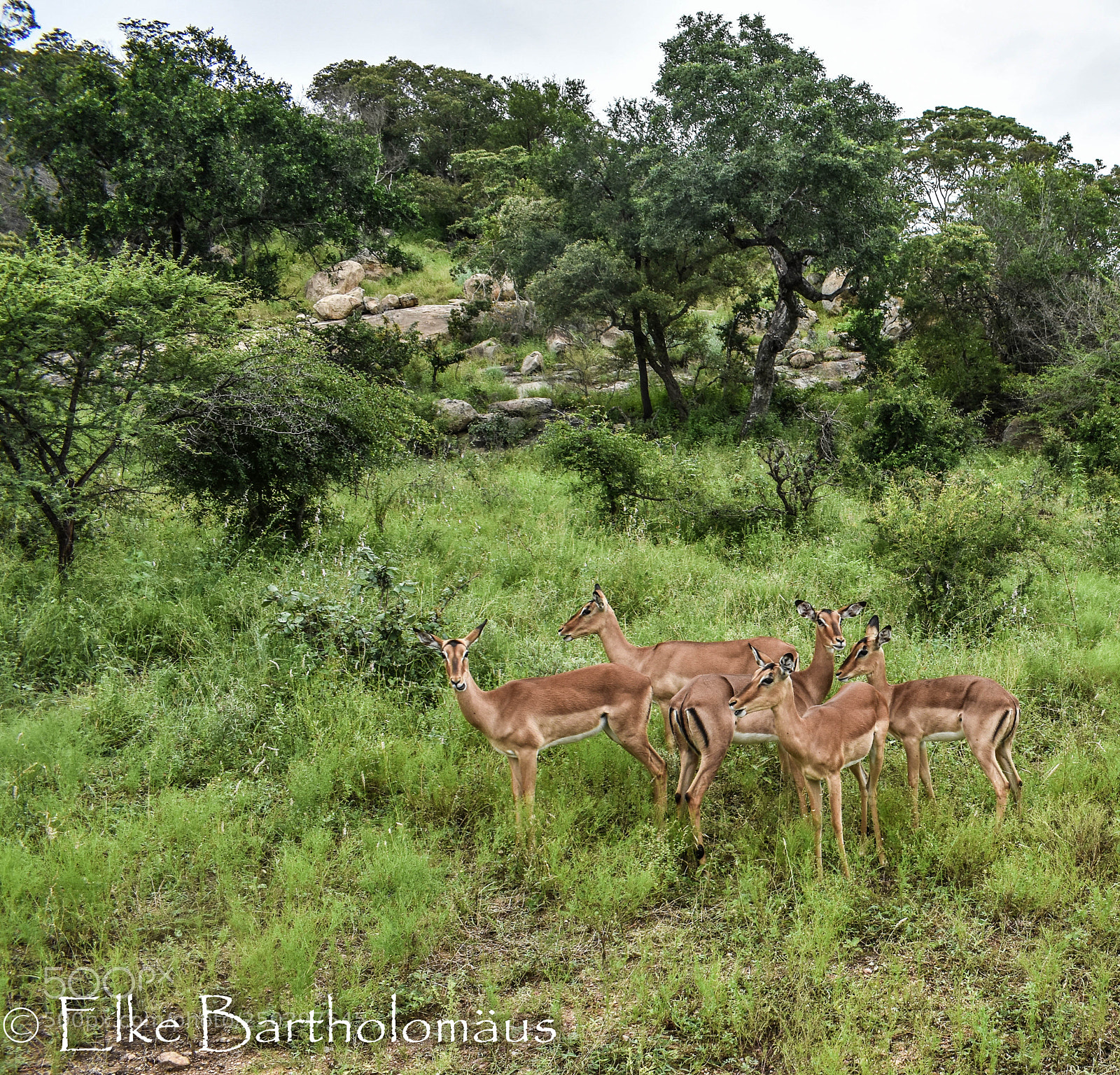 Nikon D3400 sample photo. Impala ii photography
