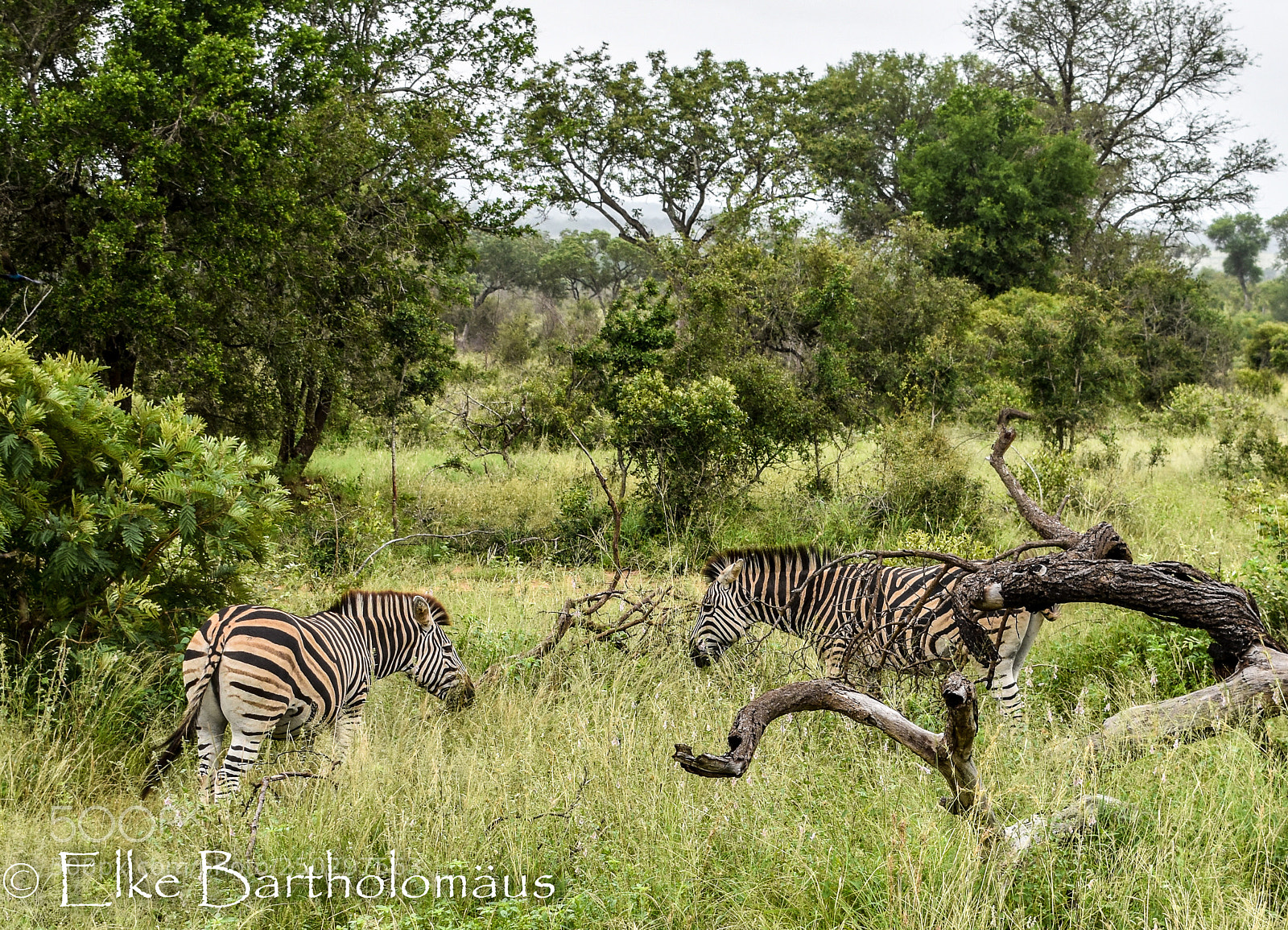Nikon D3400 sample photo. Zebra i photography