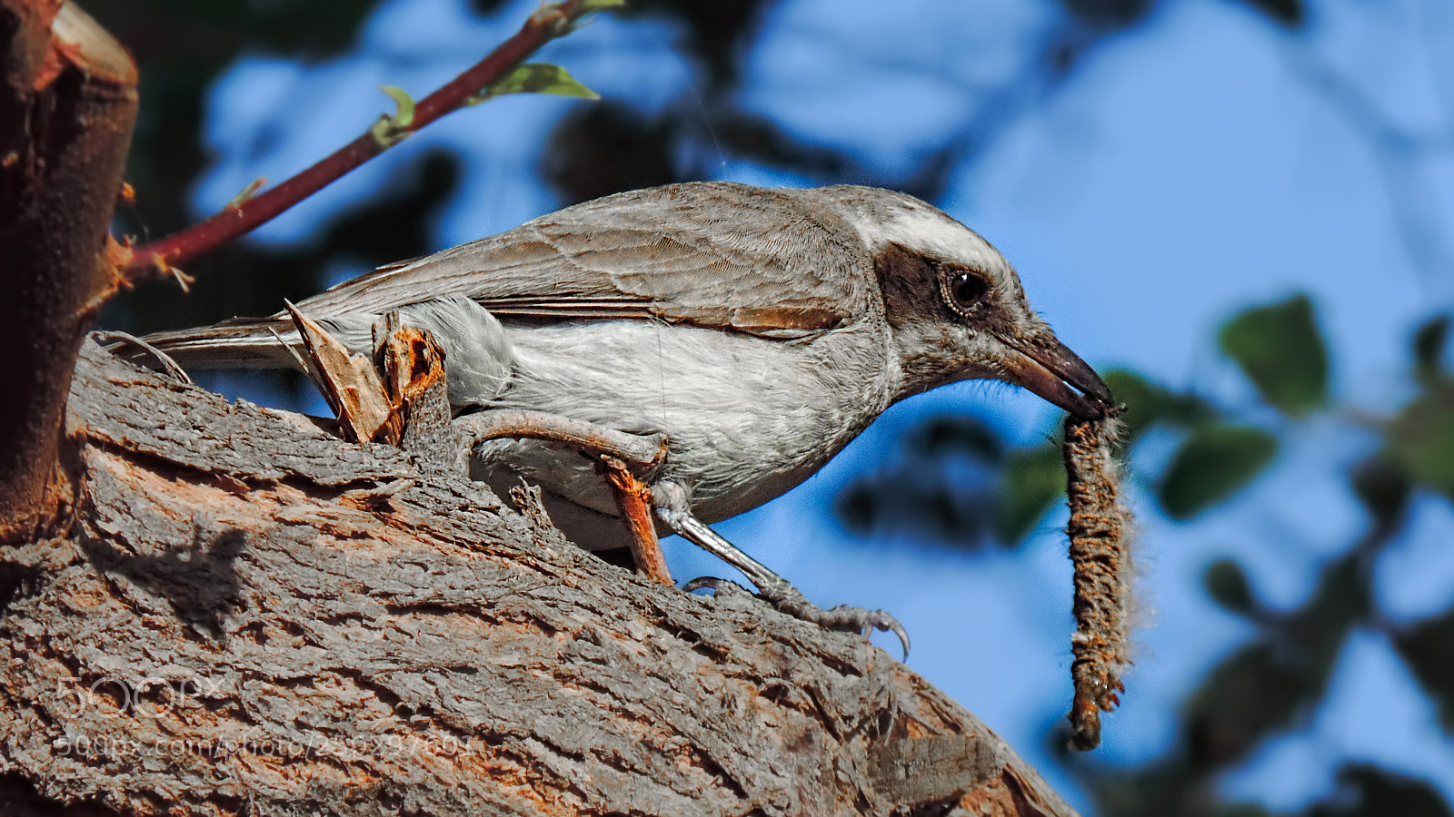 Nikon Coolpix P520 sample photo. Common wood shrike photography