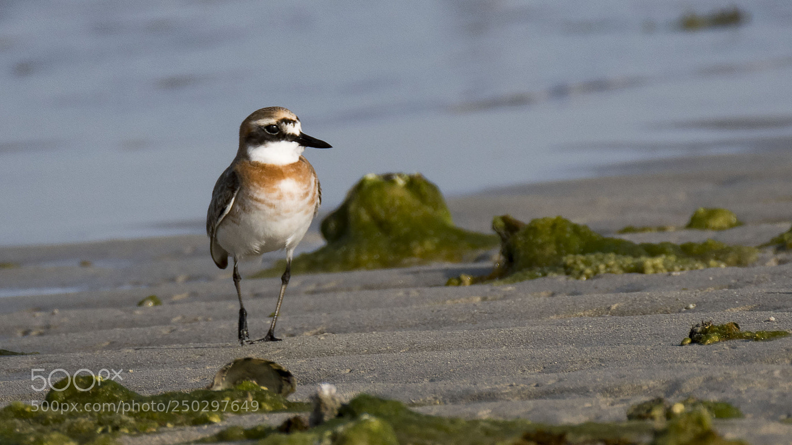 Nikon D500 sample photo. Kentish plover photography