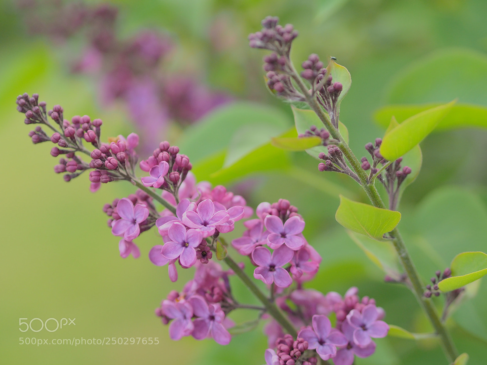 Olympus OM-D E-M10 II sample photo. Lilac flowers in pastel . photography