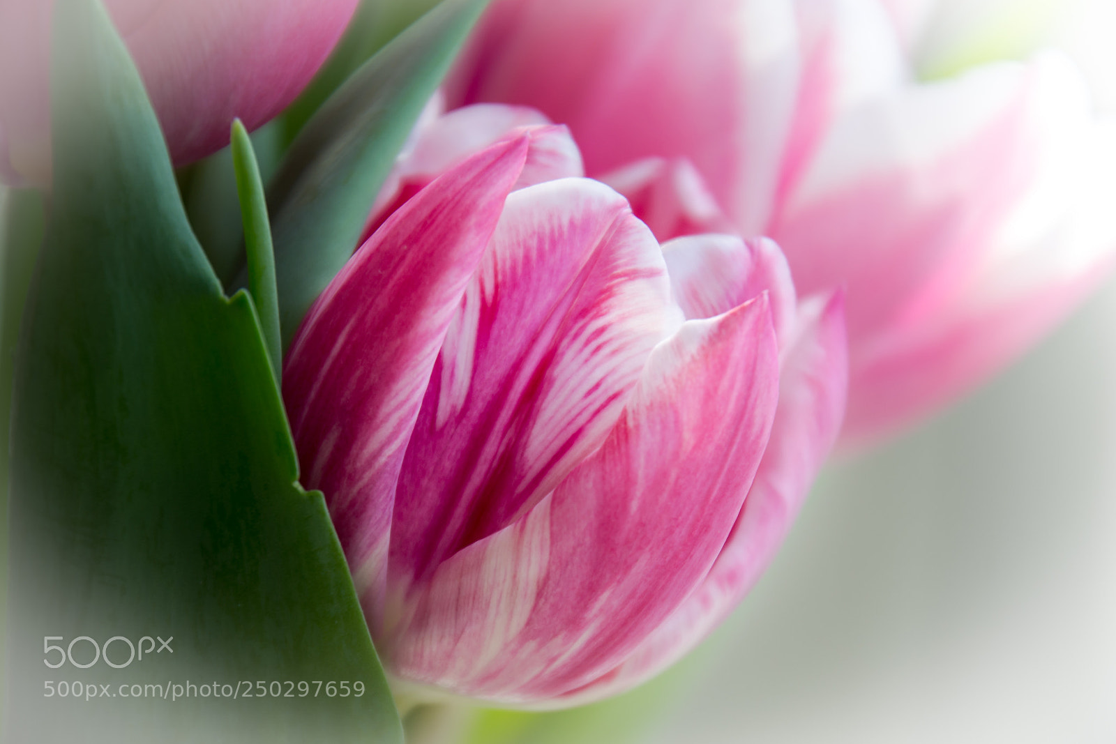 Nikon D3100 sample photo. Wanna have spring photography