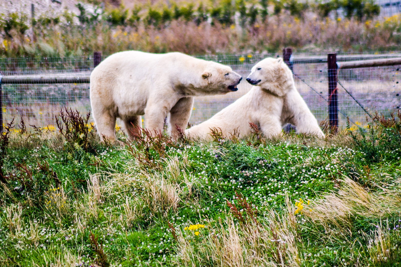 Nikon D3100 sample photo. Polar bears photography