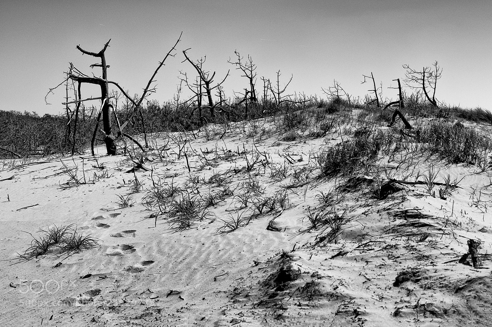 Nikon D300S sample photo. Squelettique photography
