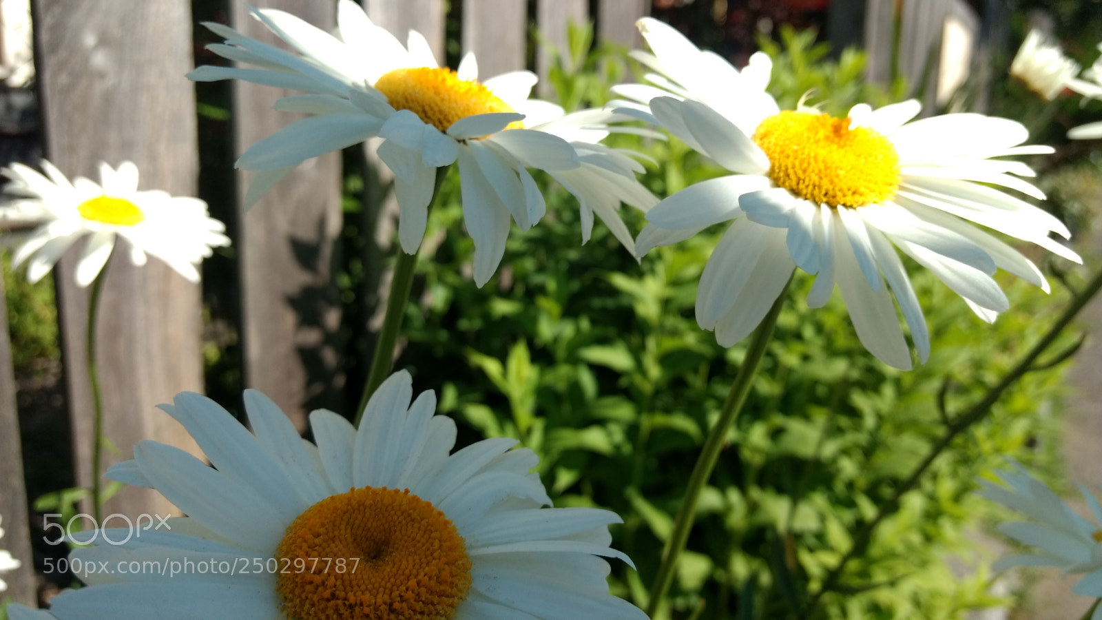 Motorola Moto G (4) sample photo. Suprema photography