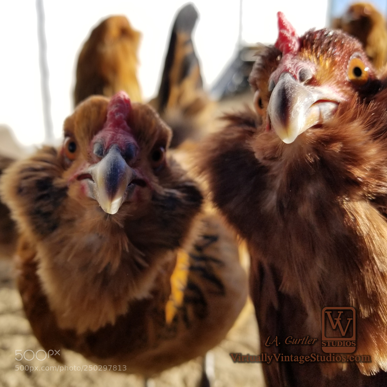 Samsung Galaxy S8 sample photo. Chicken selife photography