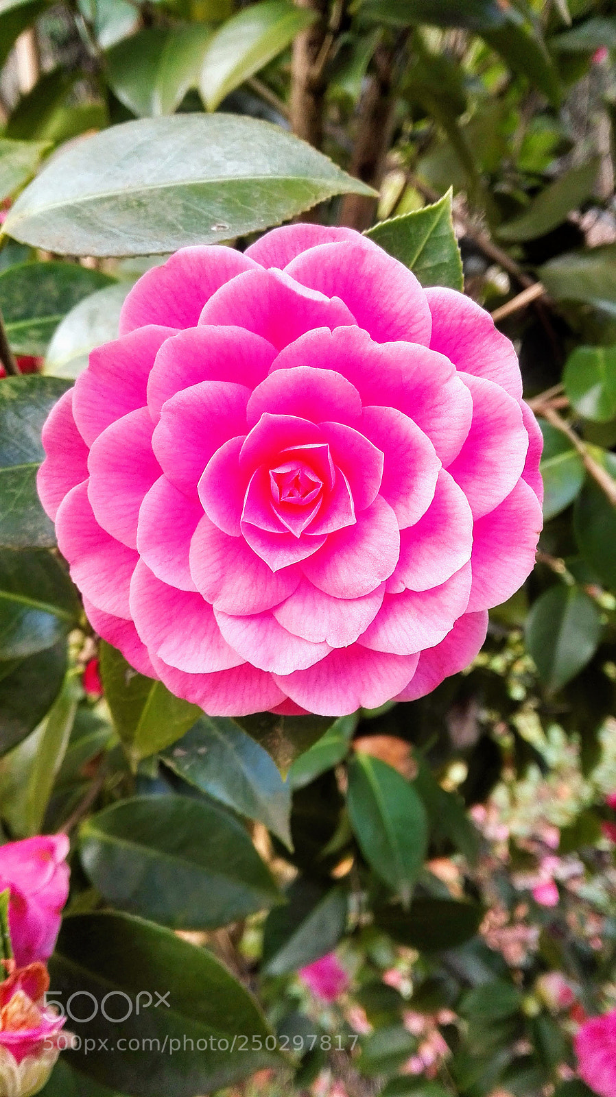 HUAWEI P8 Lite sample photo. Untitled photography