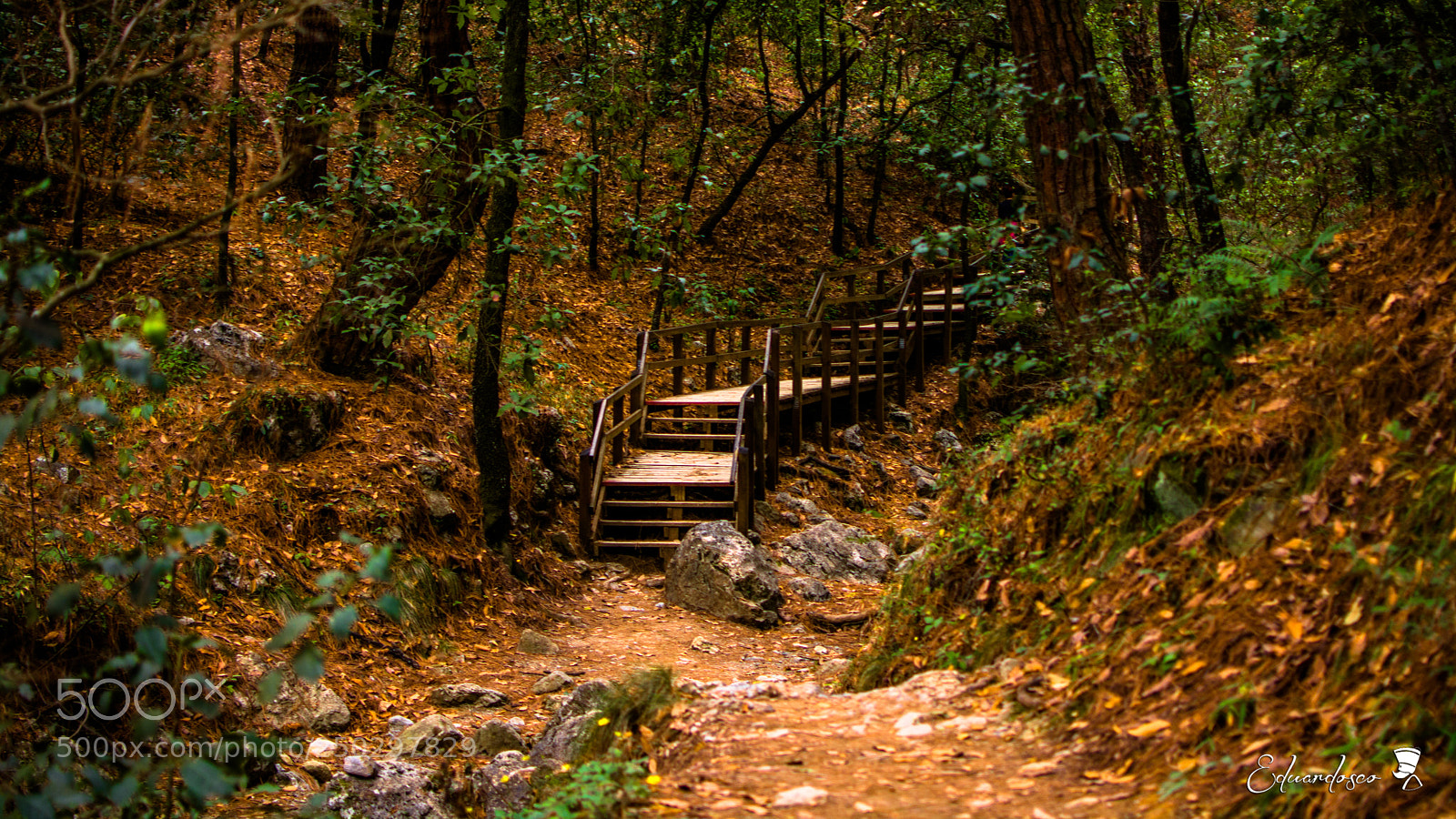 Nikon D7100 sample photo. Bosque photography
