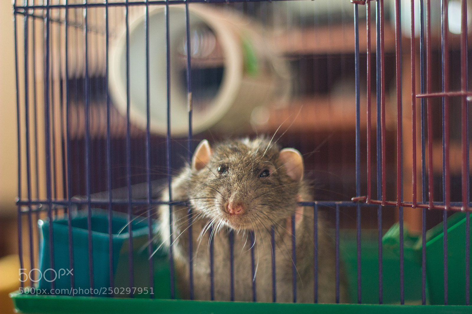 Canon EOS 600D (Rebel EOS T3i / EOS Kiss X5) sample photo. Lazy rat photography