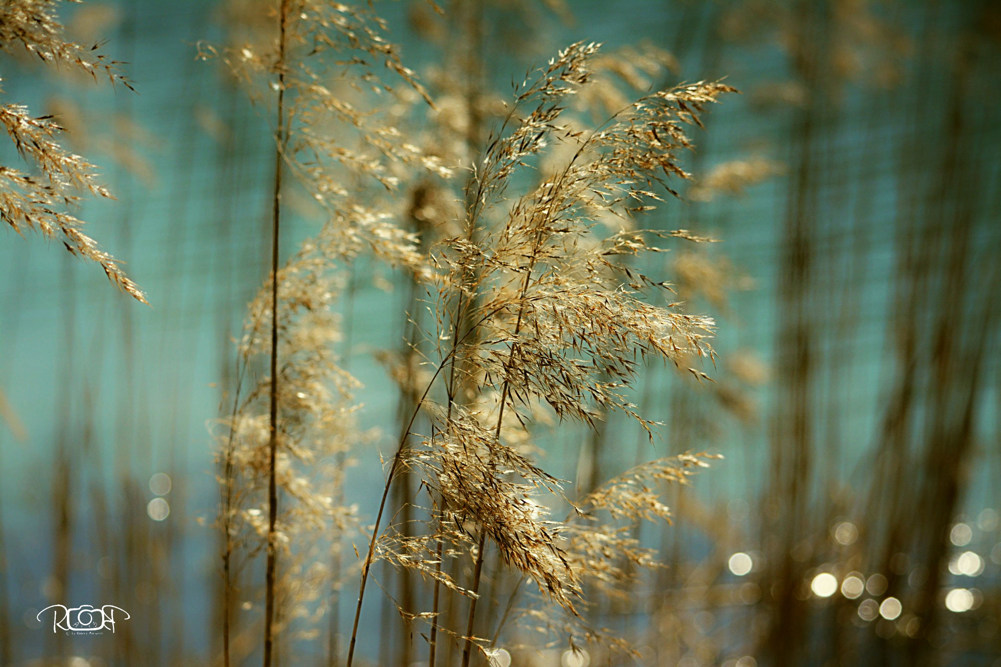 Nikon D5200 sample photo. Untitled photography