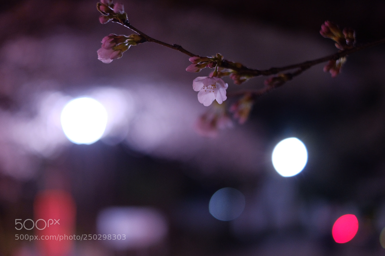 Fujifilm X-T20 sample photo. Cherry blossom photography