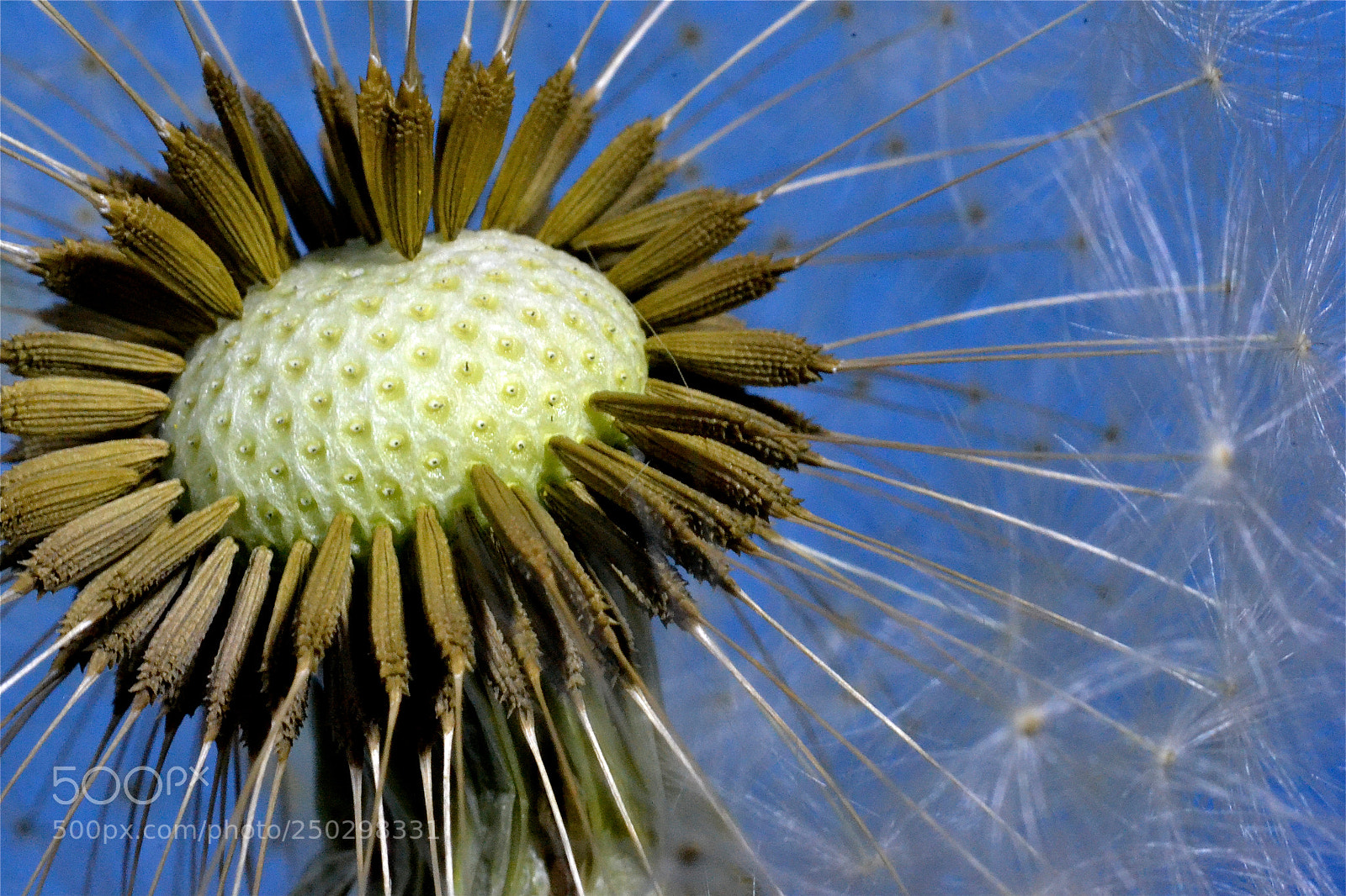 Nikon D3100 sample photo. Flower photography
