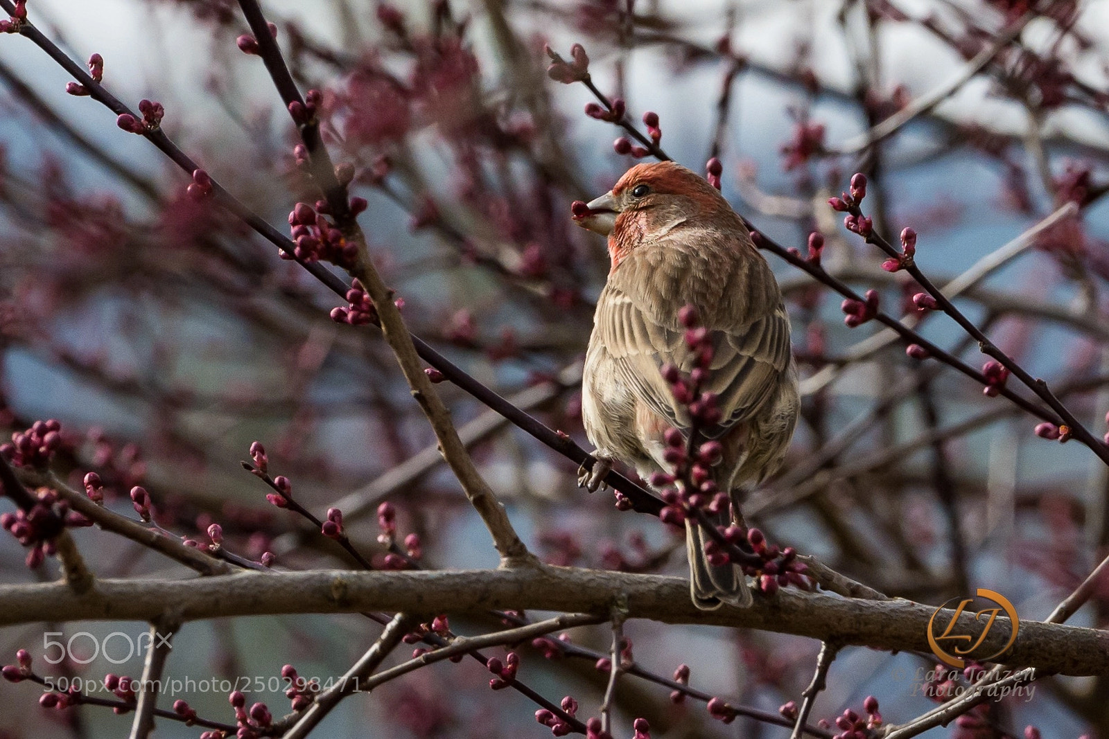 Nikon D7200 sample photo. A house finch grabbing photography