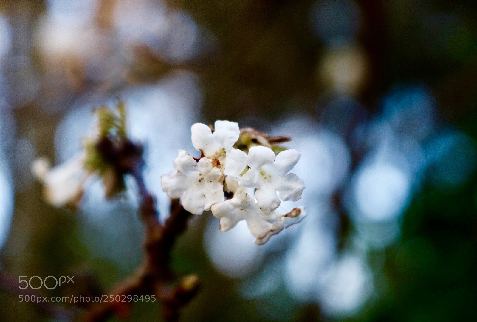 Canon EOS 750D (EOS Rebel T6i / EOS Kiss X8i) sample photo. Untitled photography