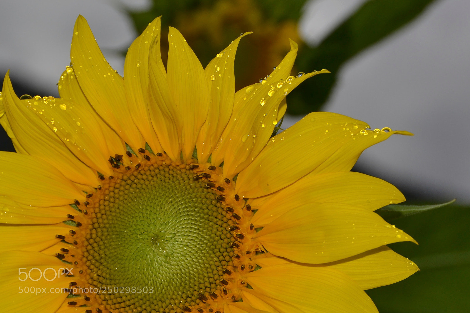 Nikon D3100 sample photo. Sunflower photography
