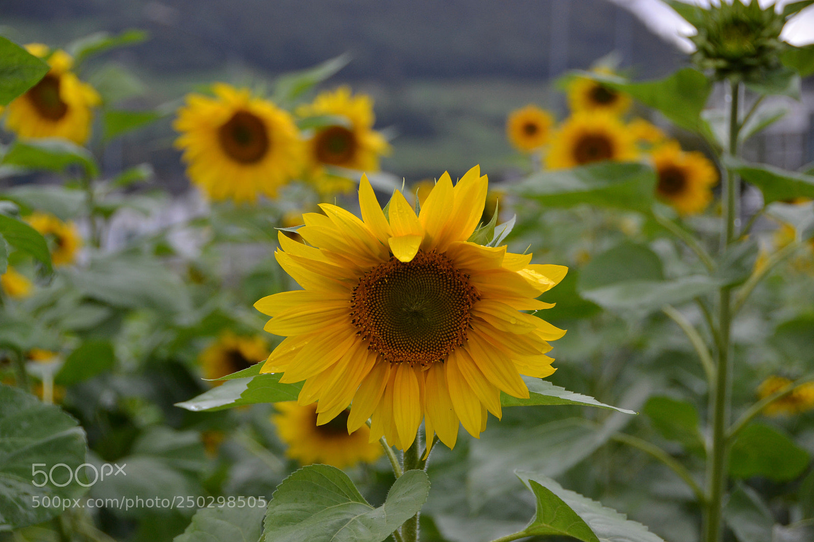 Nikon D3100 sample photo. Sunflower photography