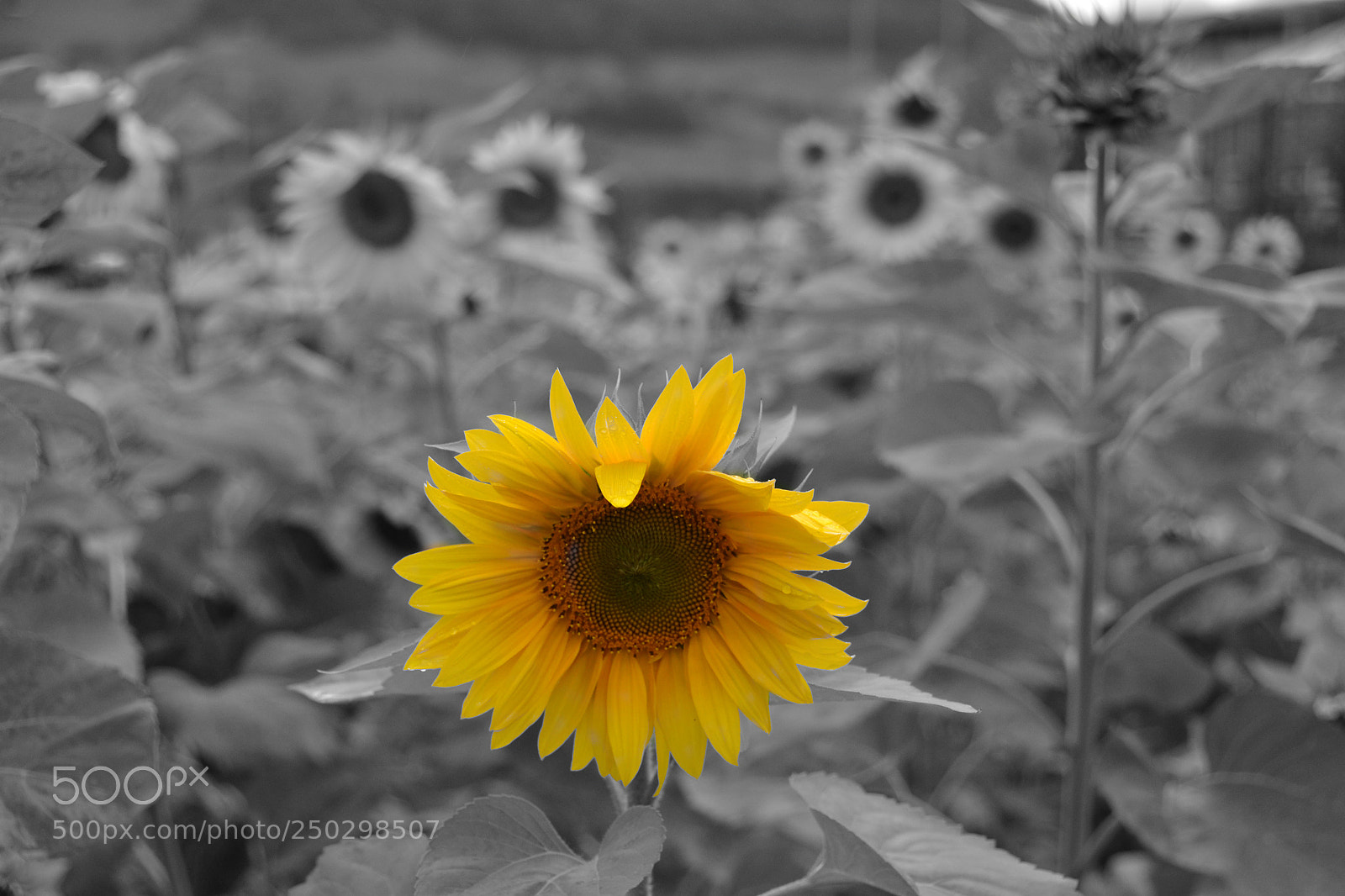 Nikon D3100 sample photo. Sunflower photography