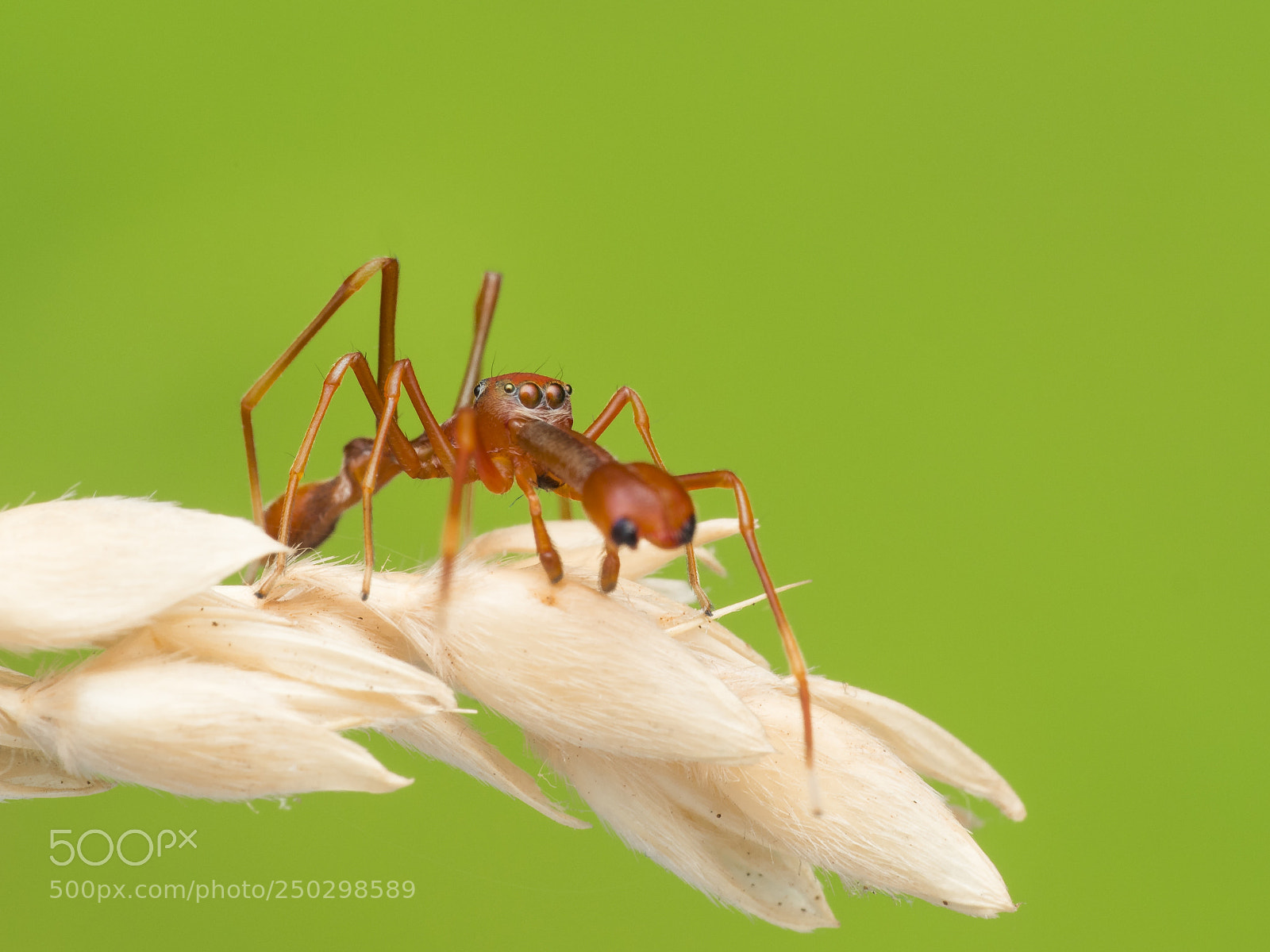 Olympus PEN-F sample photo. Ant spider photography