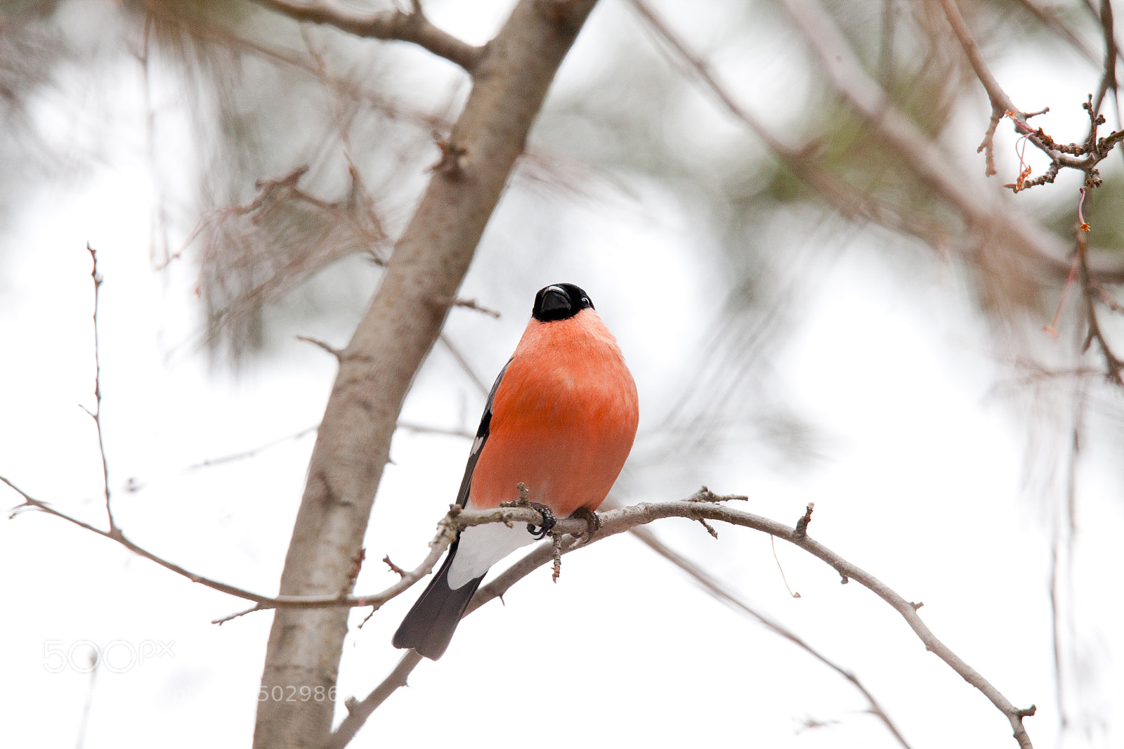 Canon EOS 5D Mark II sample photo. Img photography