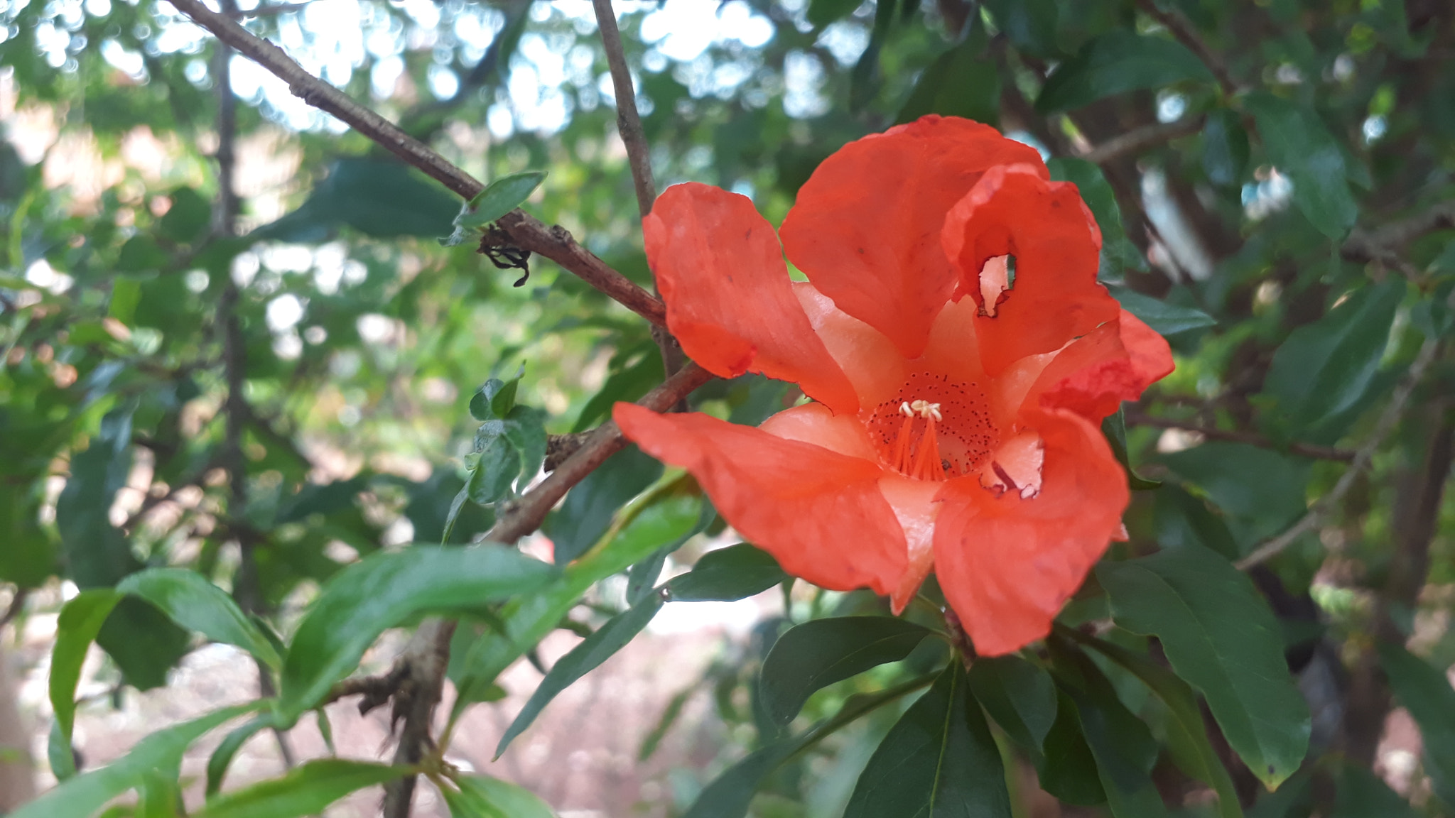 Samsung Galaxy J7 Prime sample photo