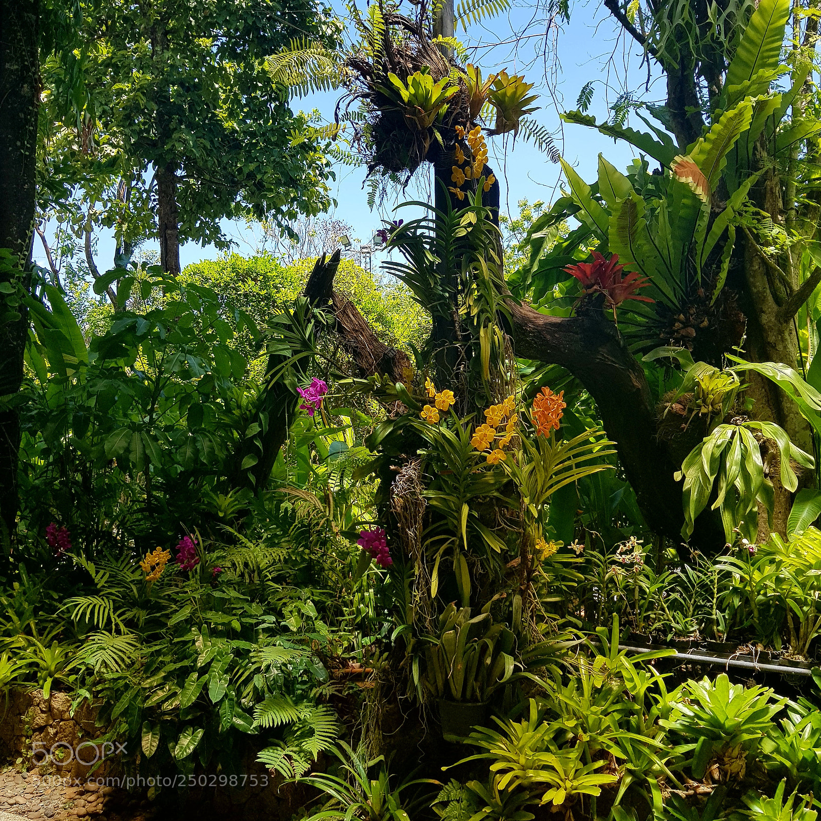 Samsung Galaxy S8+ sample photo. Tropical garden photography