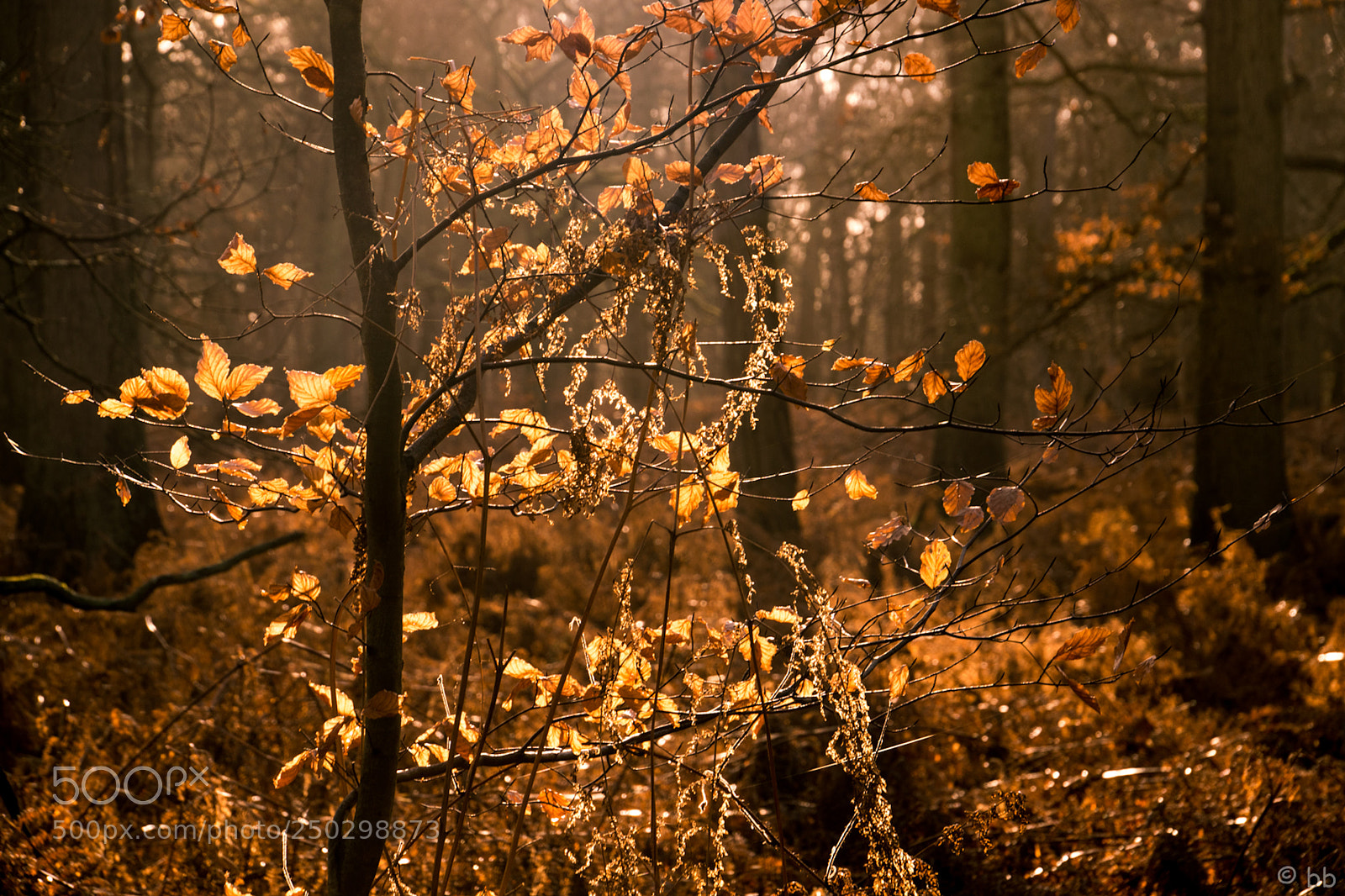 Nikon D3300 sample photo. Winter light photography