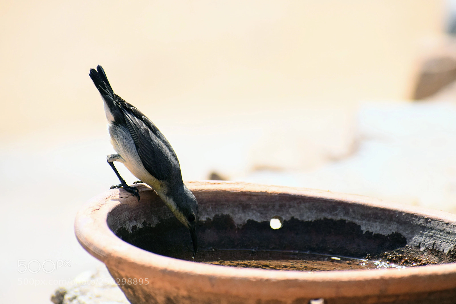 Nikon D3300 sample photo. Summer thirst. photography