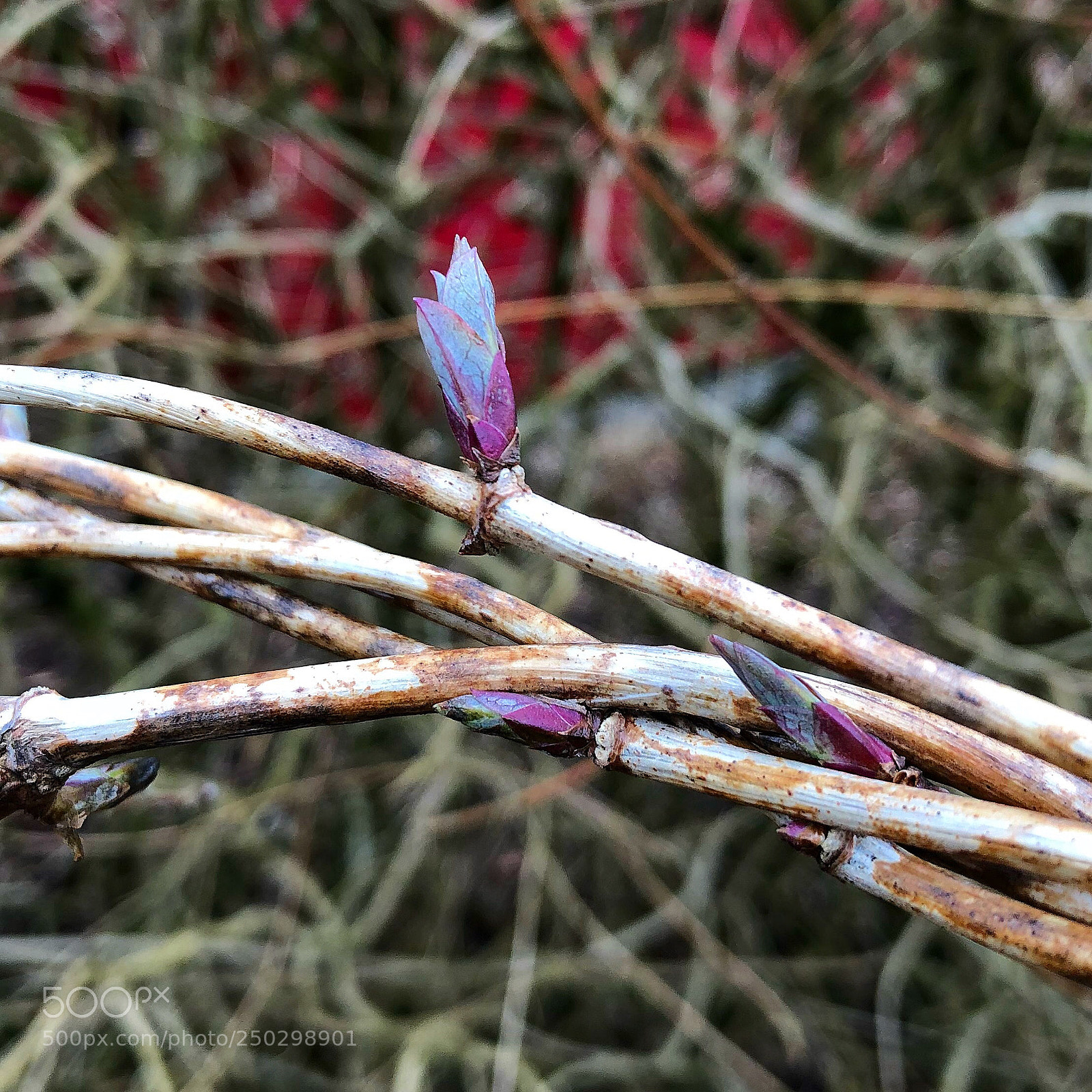 Apple iPhone 8 Plus sample photo. Signsofspring photography