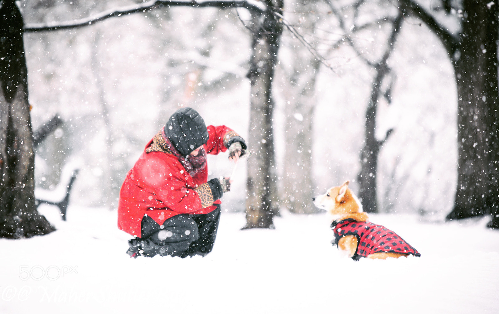 Canon EOS 5D Mark IV sample photo. Corgi snow walk  photography
