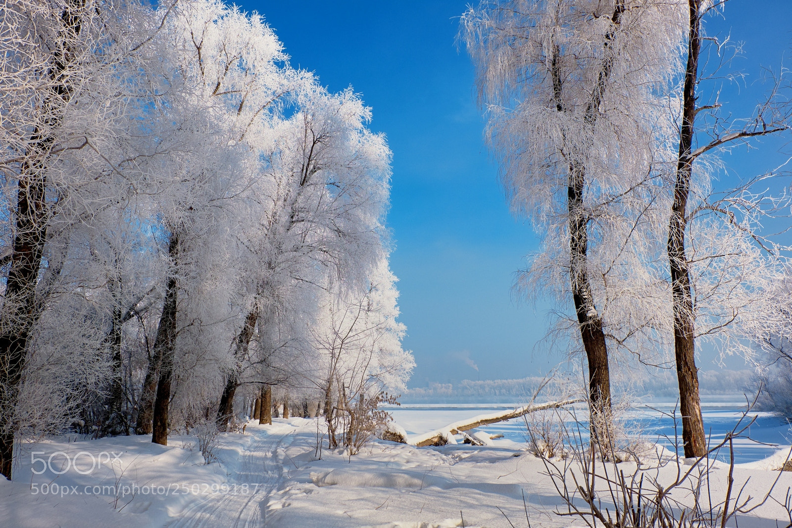 Fujifilm X-M1 sample photo. Forest in snow photography
