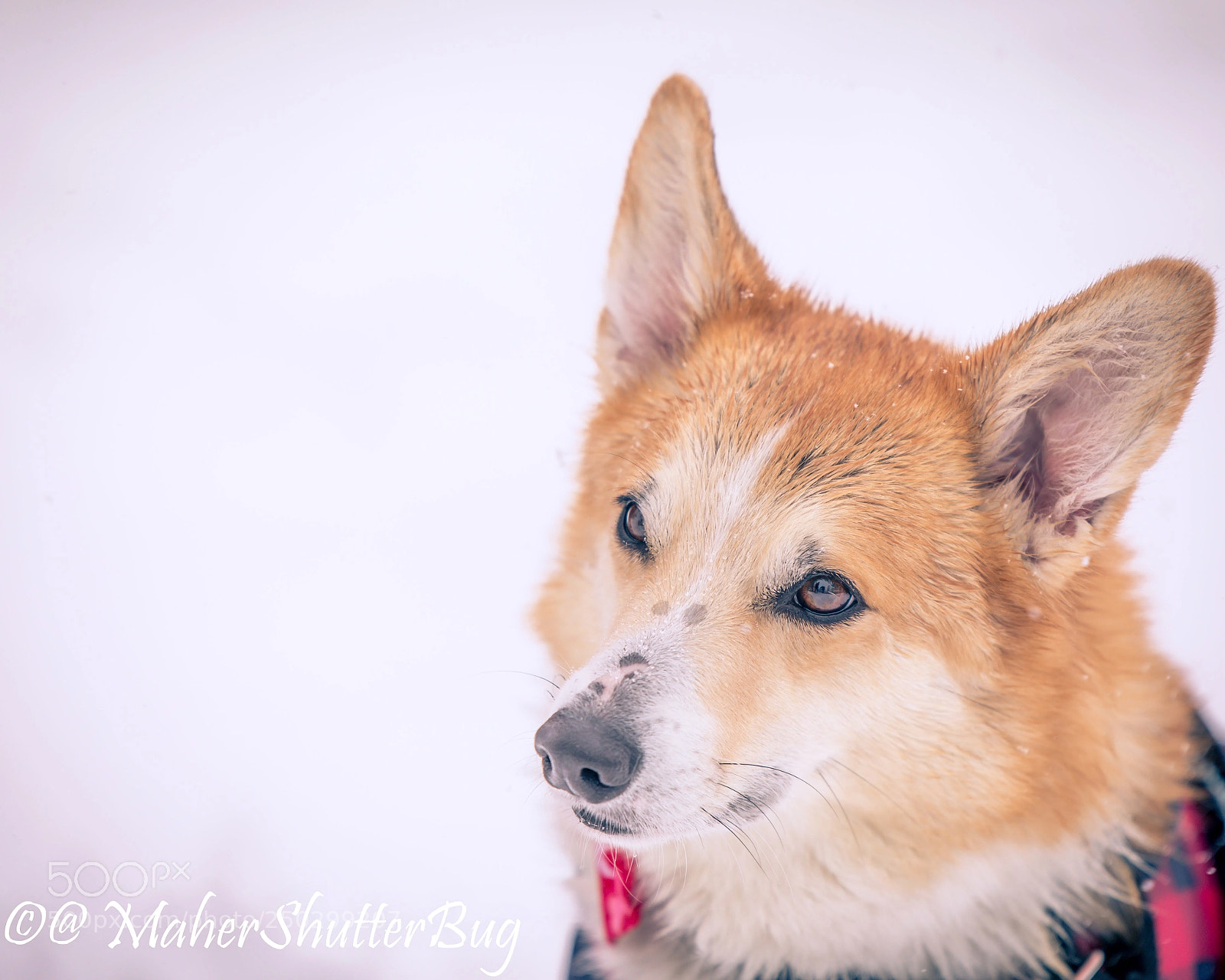 Canon EOS 5D Mark IV sample photo. Cutest dog  photography