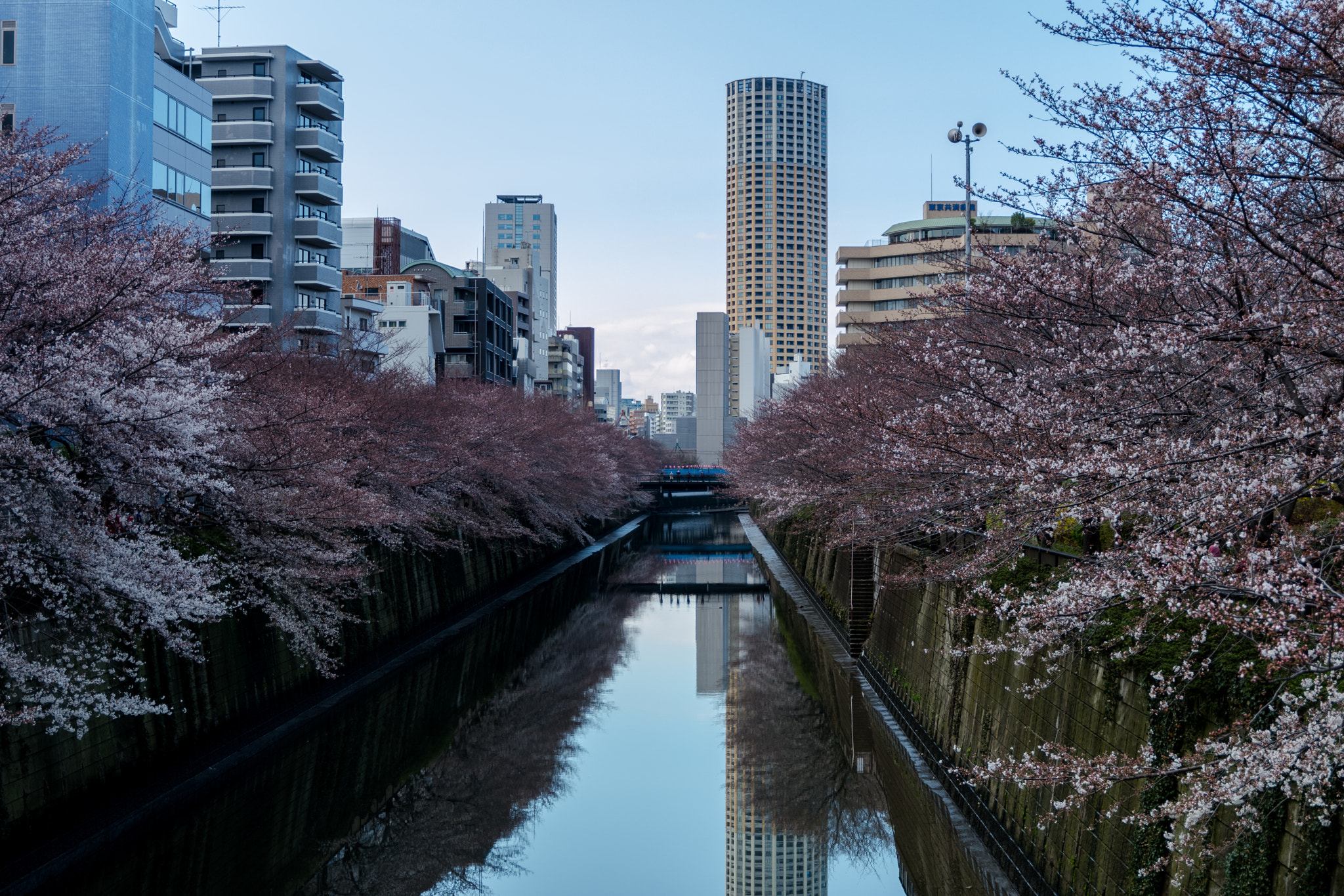 Fujifilm X-A3 sample photo. Sakura view of meguro-kawa photography