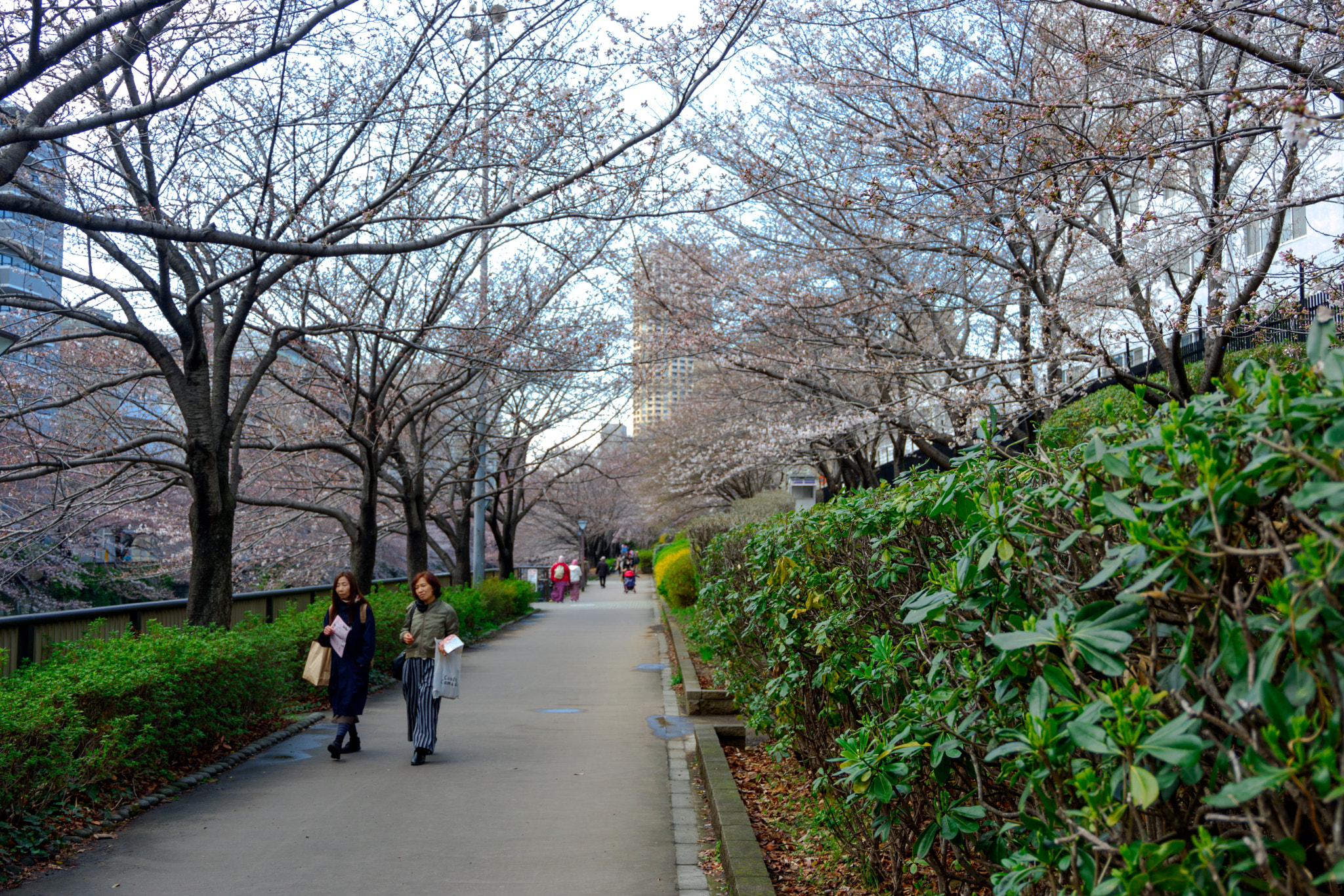 Fujifilm X-A3 sample photo. Sakura view of meguro-kawa photography