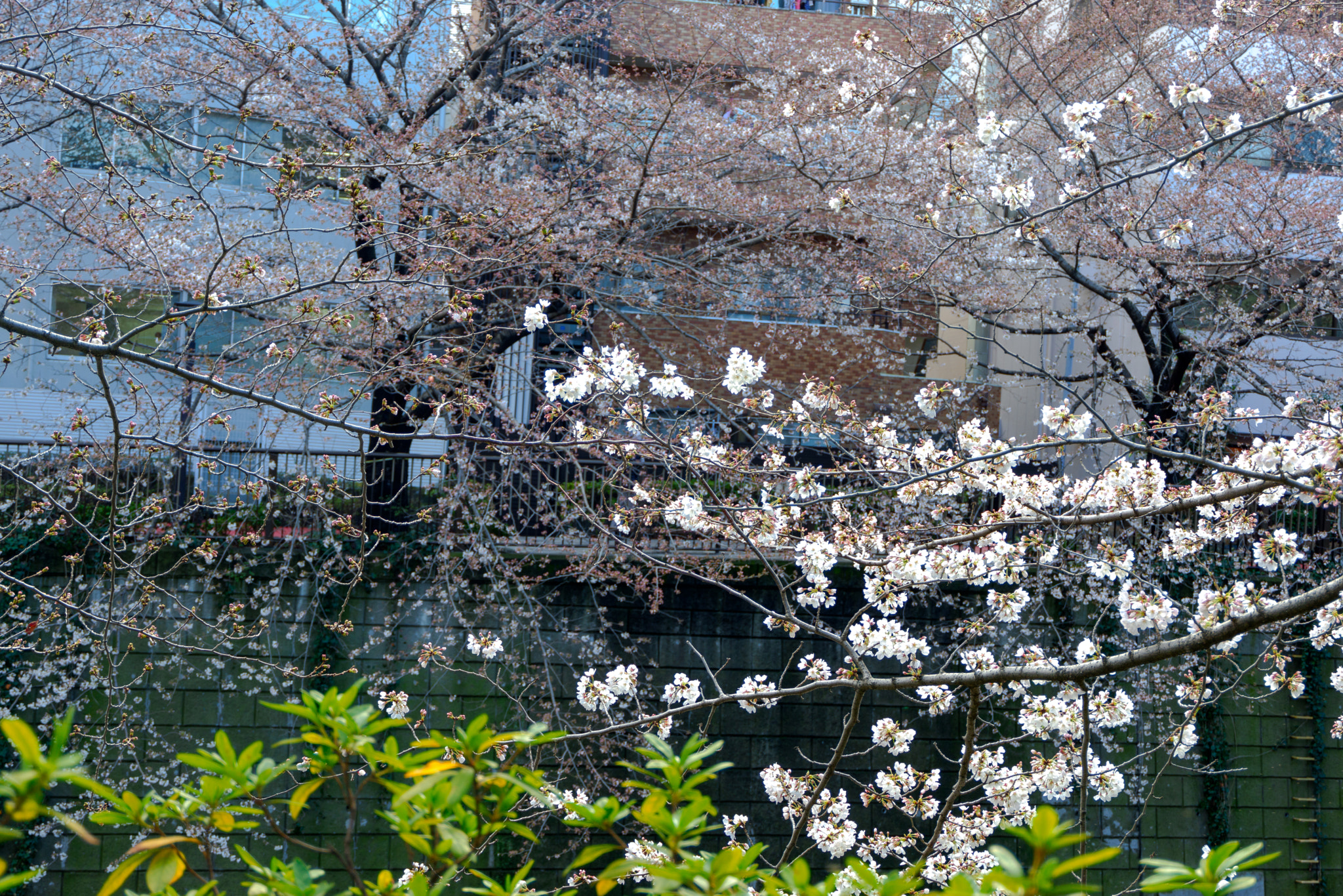 Fujifilm X-A3 sample photo. Sakura view of meguro-kawa photography