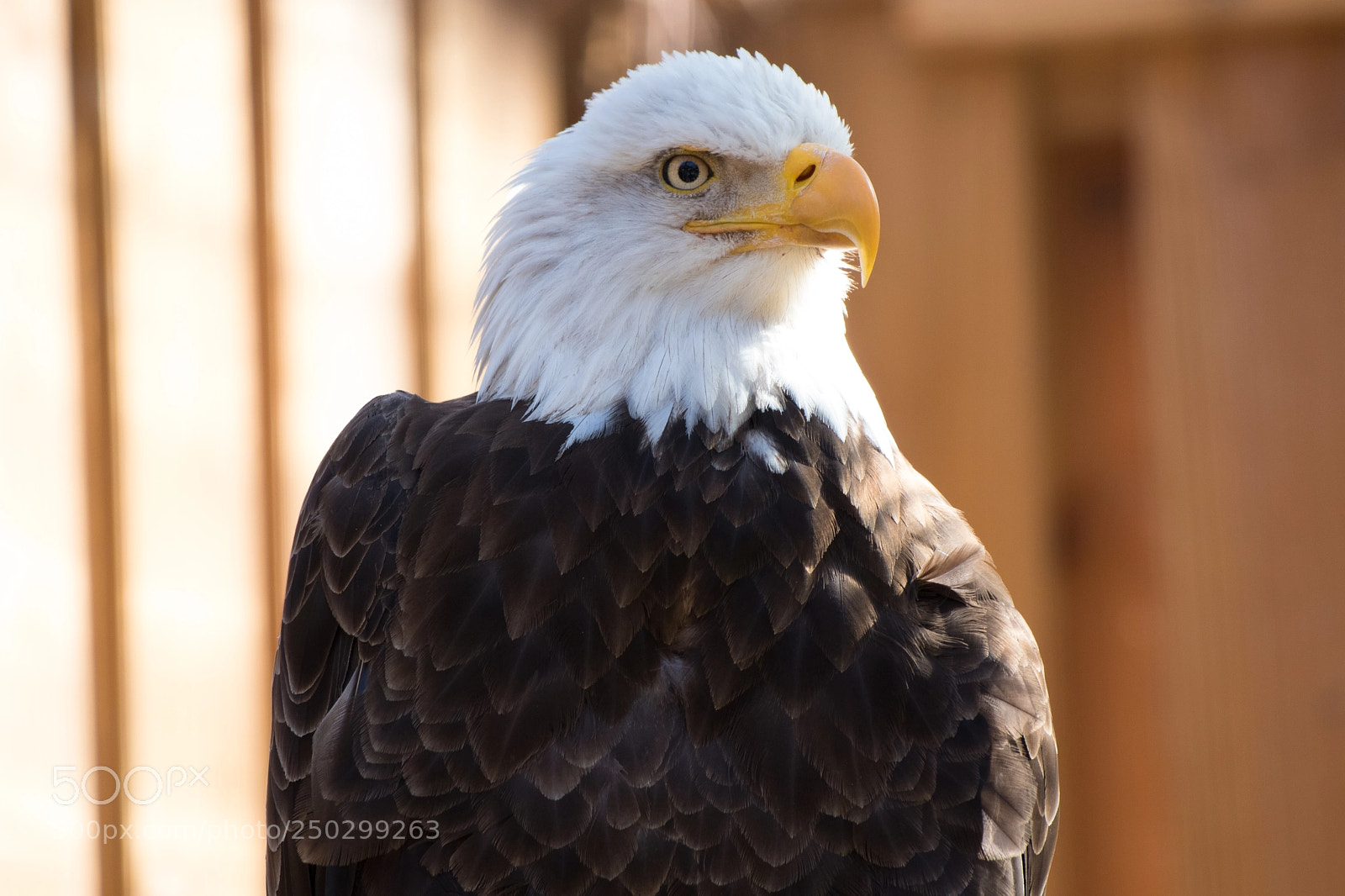 Canon EOS 80D sample photo. Bald eagle photography