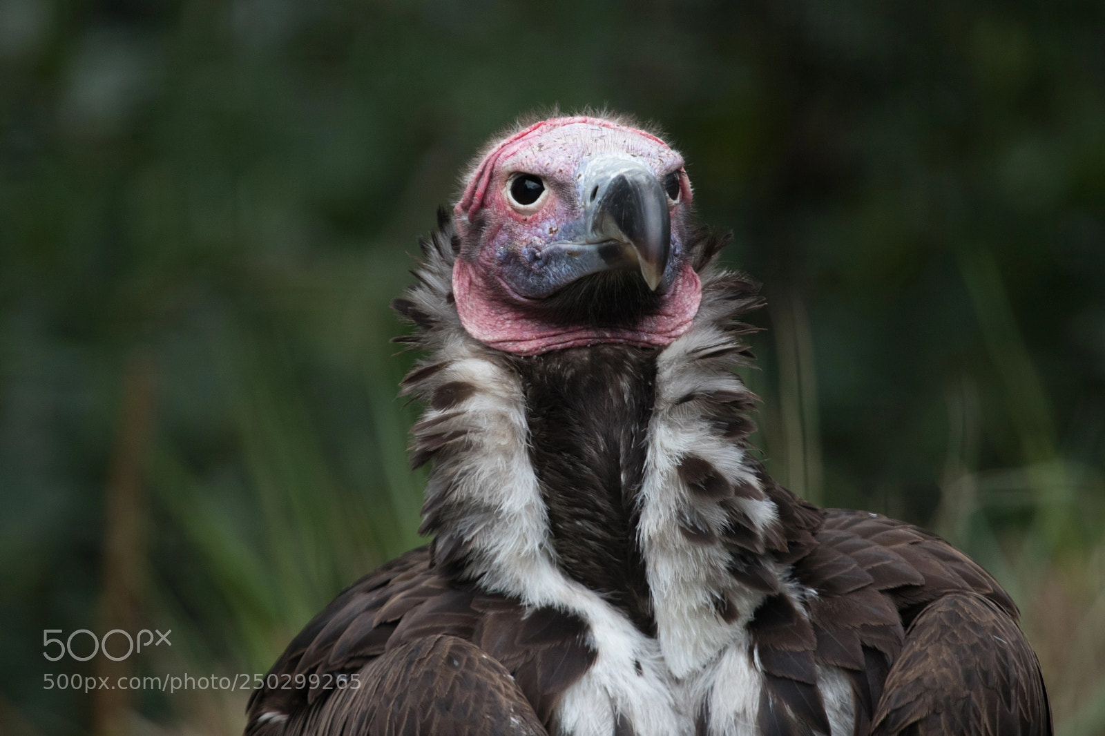 Canon EOS 80D sample photo. Lappet-faced vulture photography