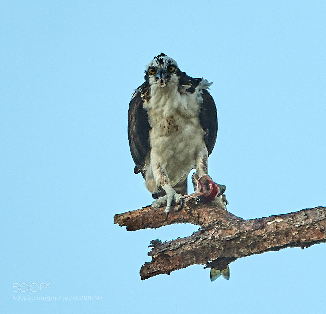Canon EOS-1D X Mark II sample photo. 03-22-18-0008938.jpg photography