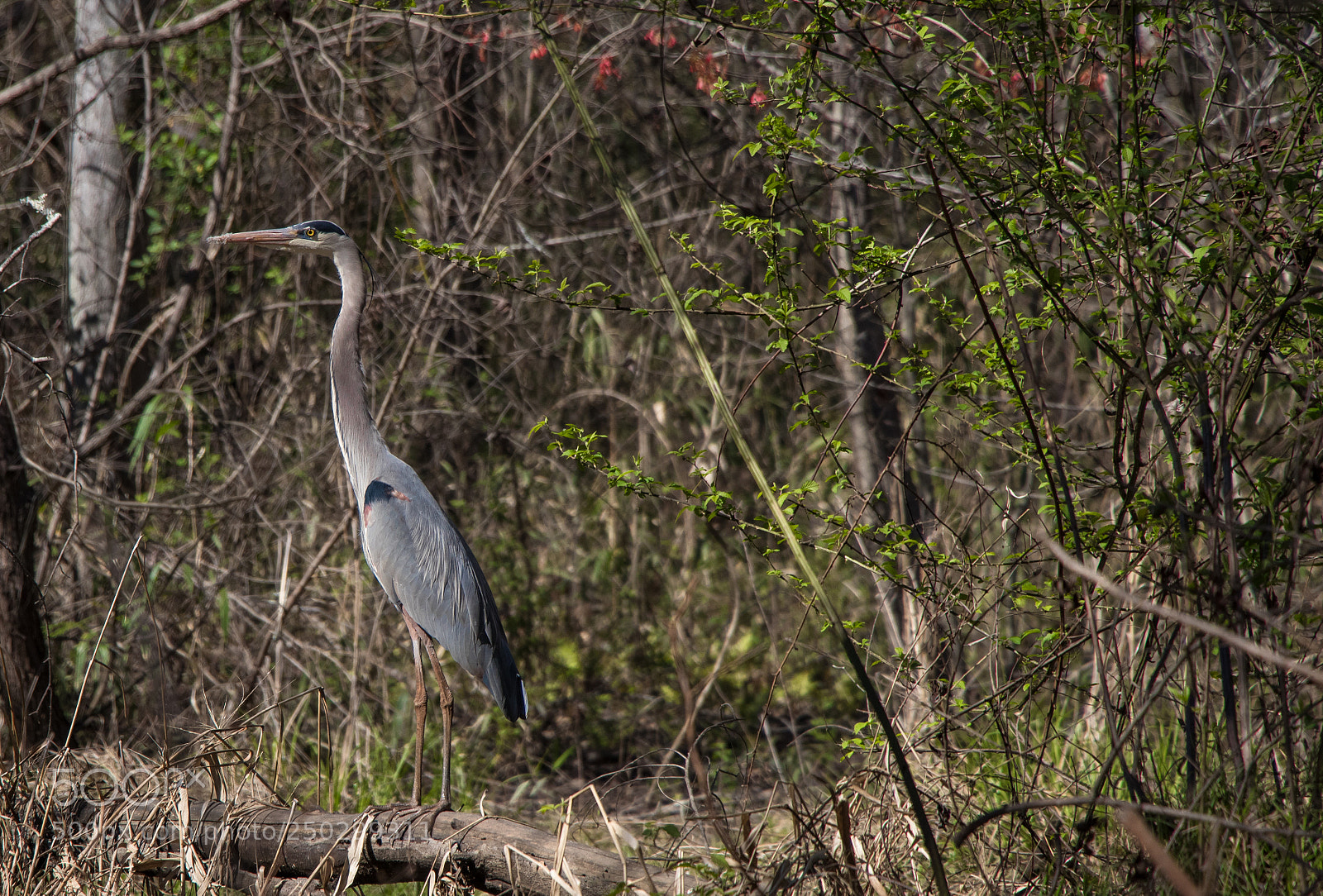 Canon EOS 80D sample photo. Great blue heron photography