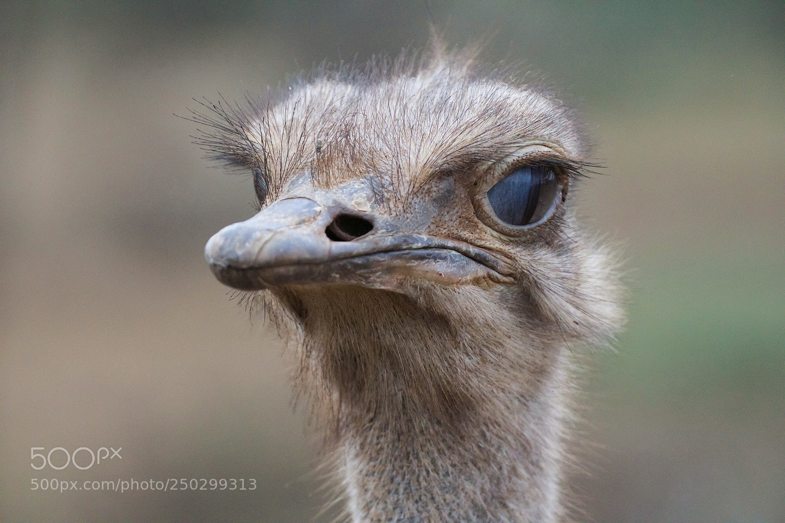 Canon EOS 1200D (EOS Rebel T5 / EOS Kiss X70 / EOS Hi) sample photo. Female ostrich photography