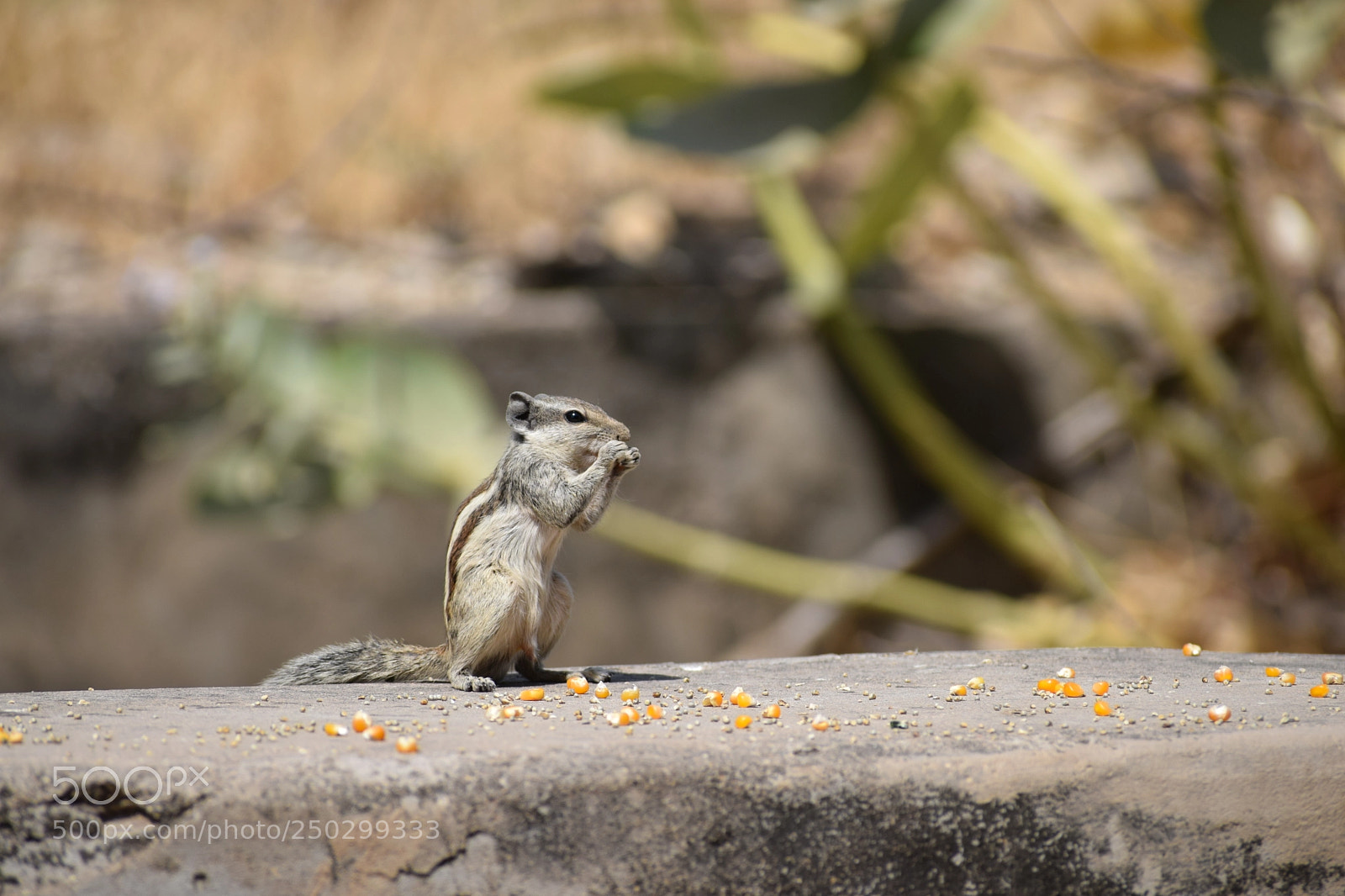 Nikon D3300 sample photo. Feeding.. photography