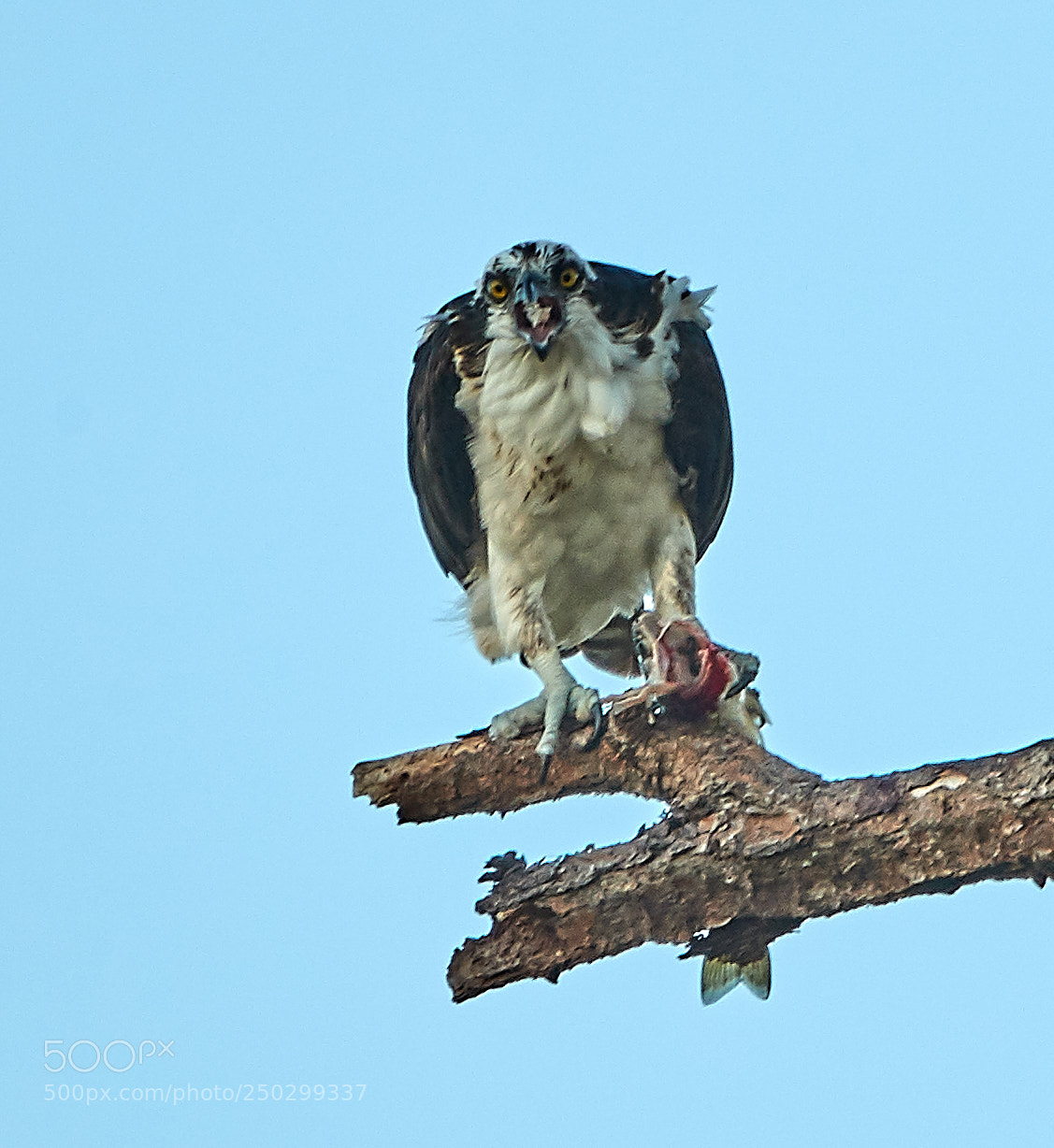 Canon EOS-1D X Mark II sample photo. 03-22-18-0008937.jpg photography