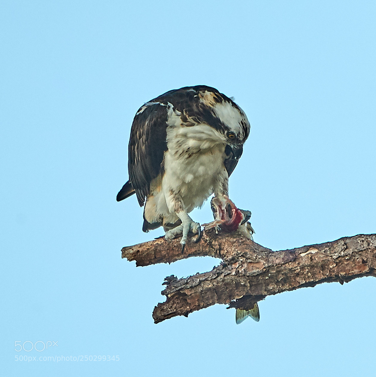 Canon EOS-1D X Mark II sample photo. 03-22-18-0008932.jpg photography