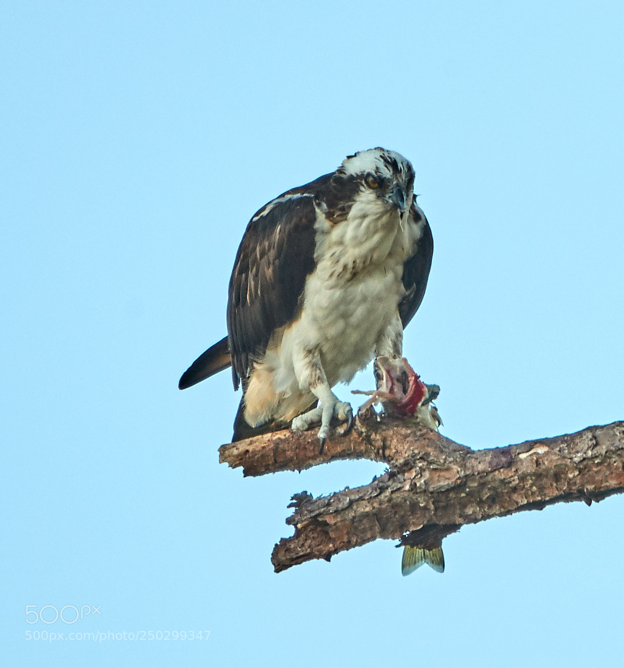 Canon EOS-1D X Mark II sample photo. 03-22-18-0008931.jpg photography