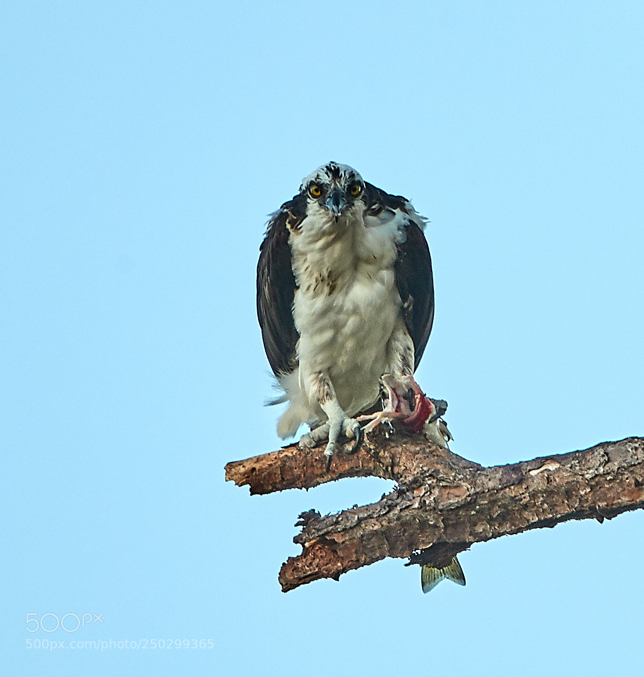Canon EOS-1D X Mark II sample photo. 03-22-18-0008930.jpg photography