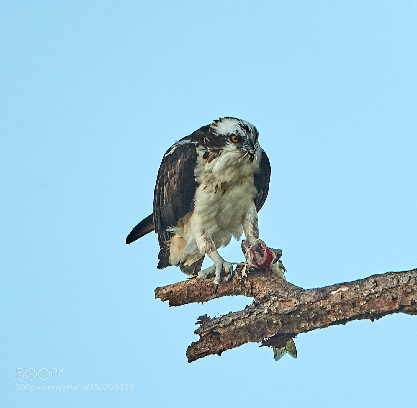 Canon EOS-1D X Mark II sample photo. 03-22-18-0008928.jpg photography