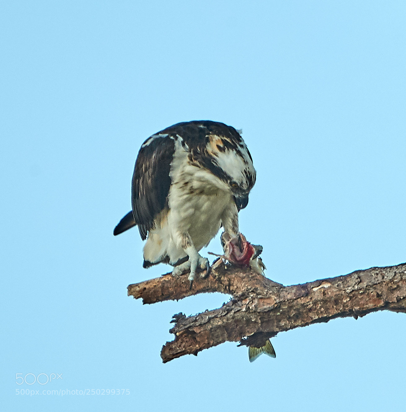 Canon EOS-1D X Mark II sample photo. 03-22-18-0008927.jpg photography